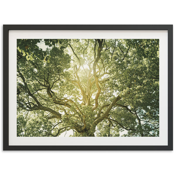 Tree of Life - Shutter and Frame