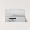 Tale of a Whale - Shutter and Frame
