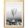 Beach Cactus II - Shutter and Frame