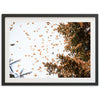 Monarchs - Shutter and Frame