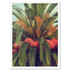 Queen Palm - Shutter and Frame