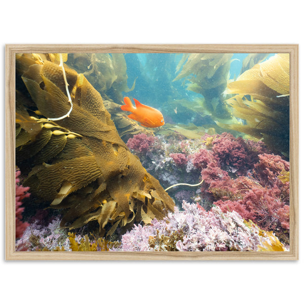 Garibaldi
