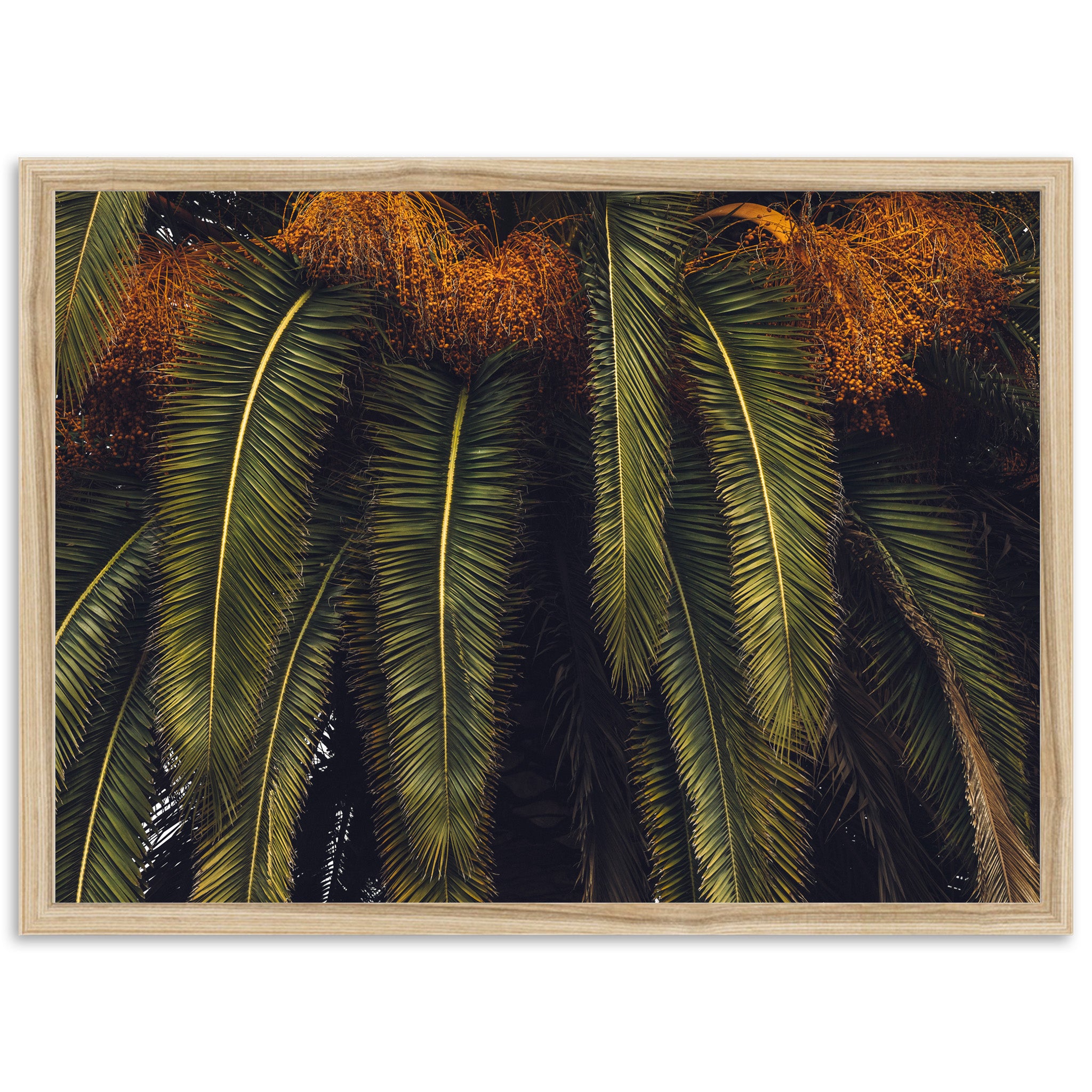 King Palm - Shutter and Frame
