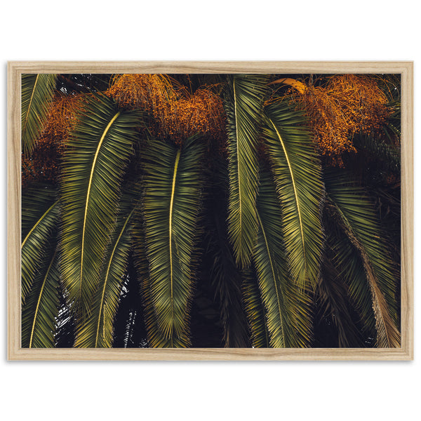 King Palm - Shutter and Frame