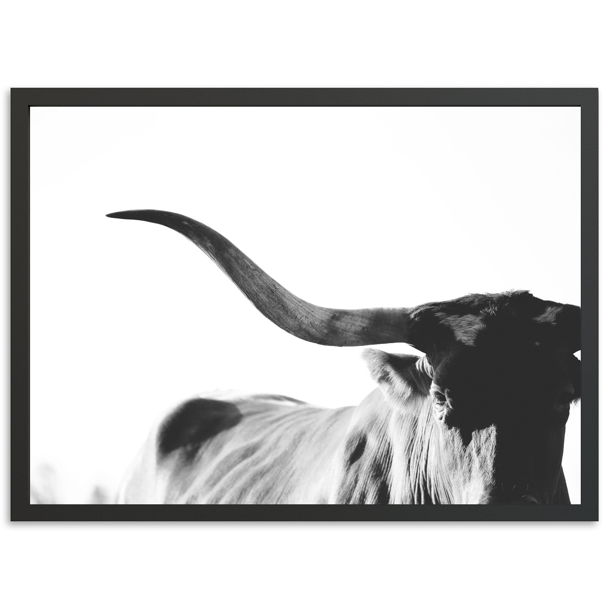 Longhorn - Shutter and Frame