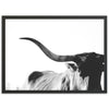Longhorn - Shutter and Frame