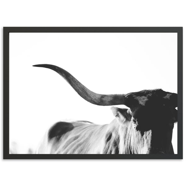 Longhorn - Shutter and Frame