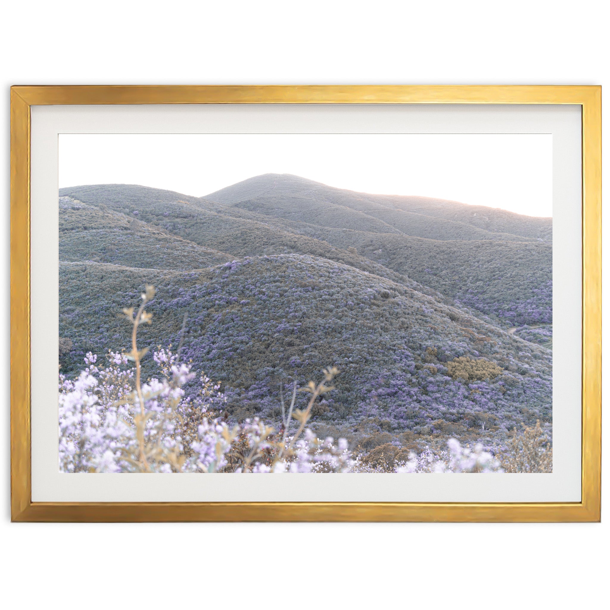 Lilac Bloom - Shutter and Frame
