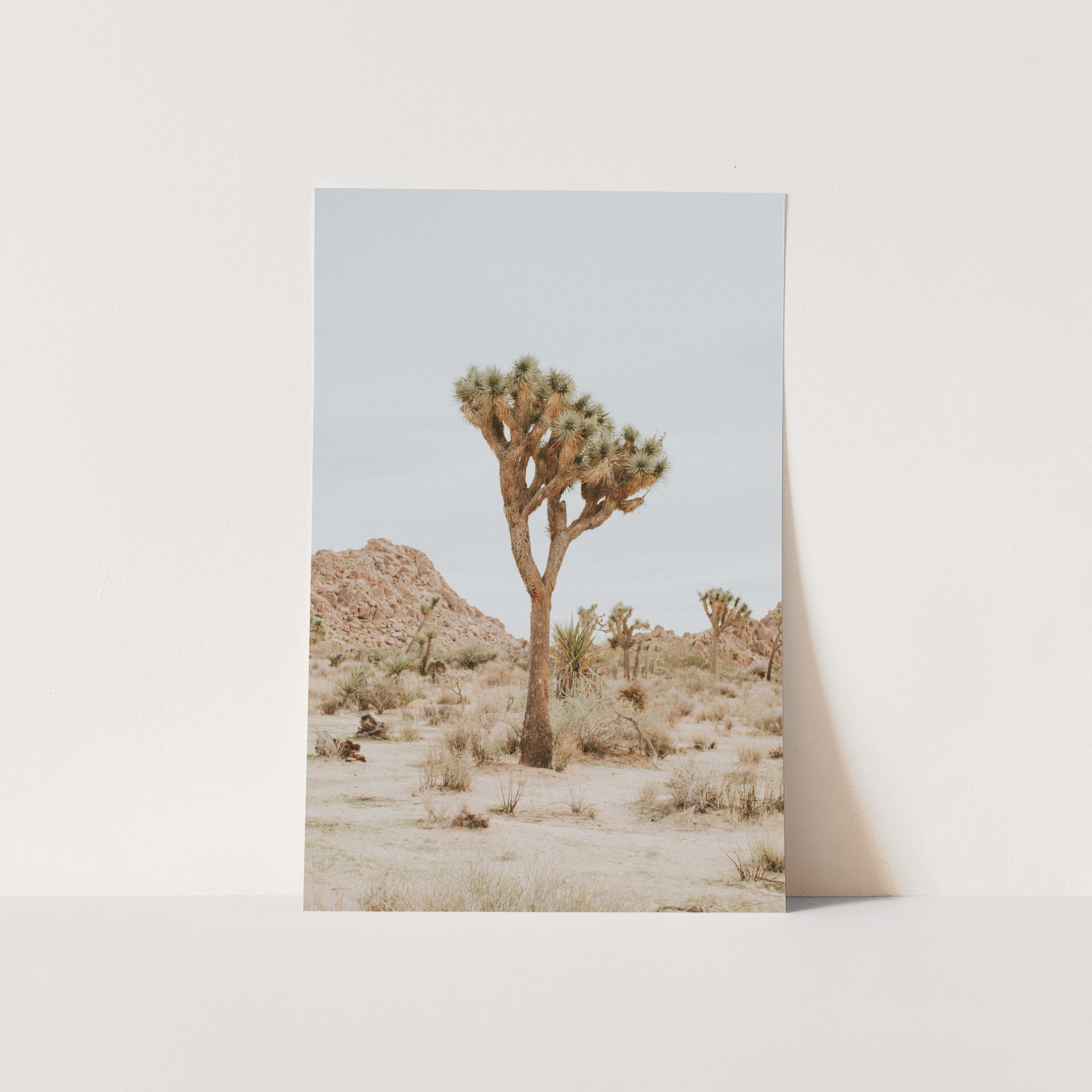 Joshua Tree II - Shutter and Frame