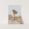 Joshua Tree II - Shutter and Frame