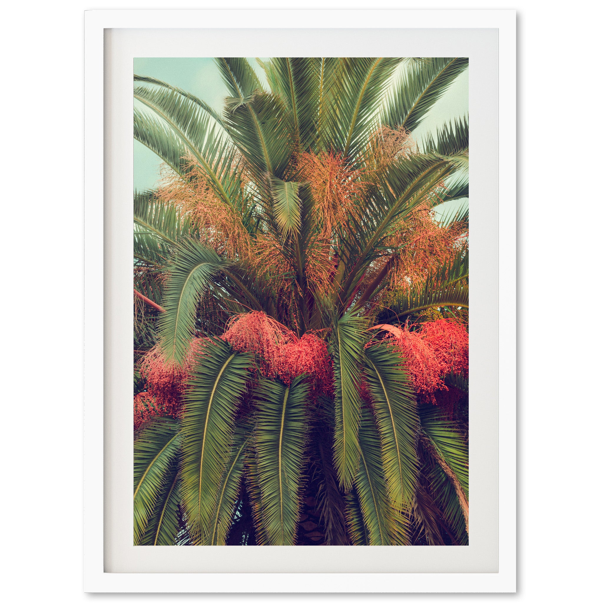 Queen Palm - Shutter and Frame