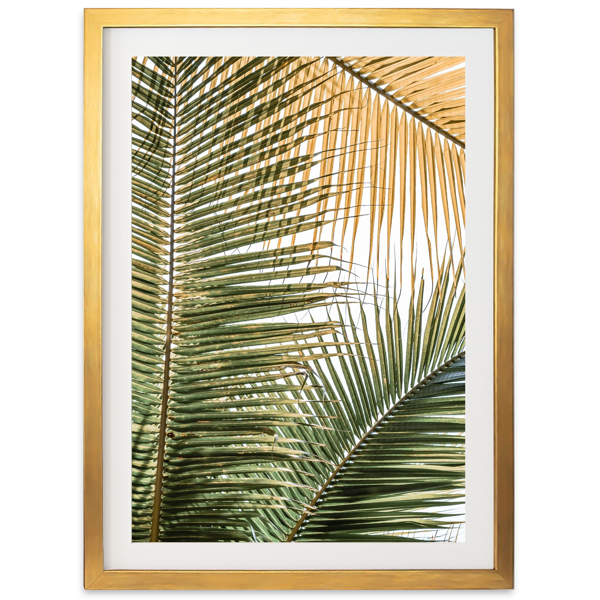 Shades of Green - Shutter and Frame