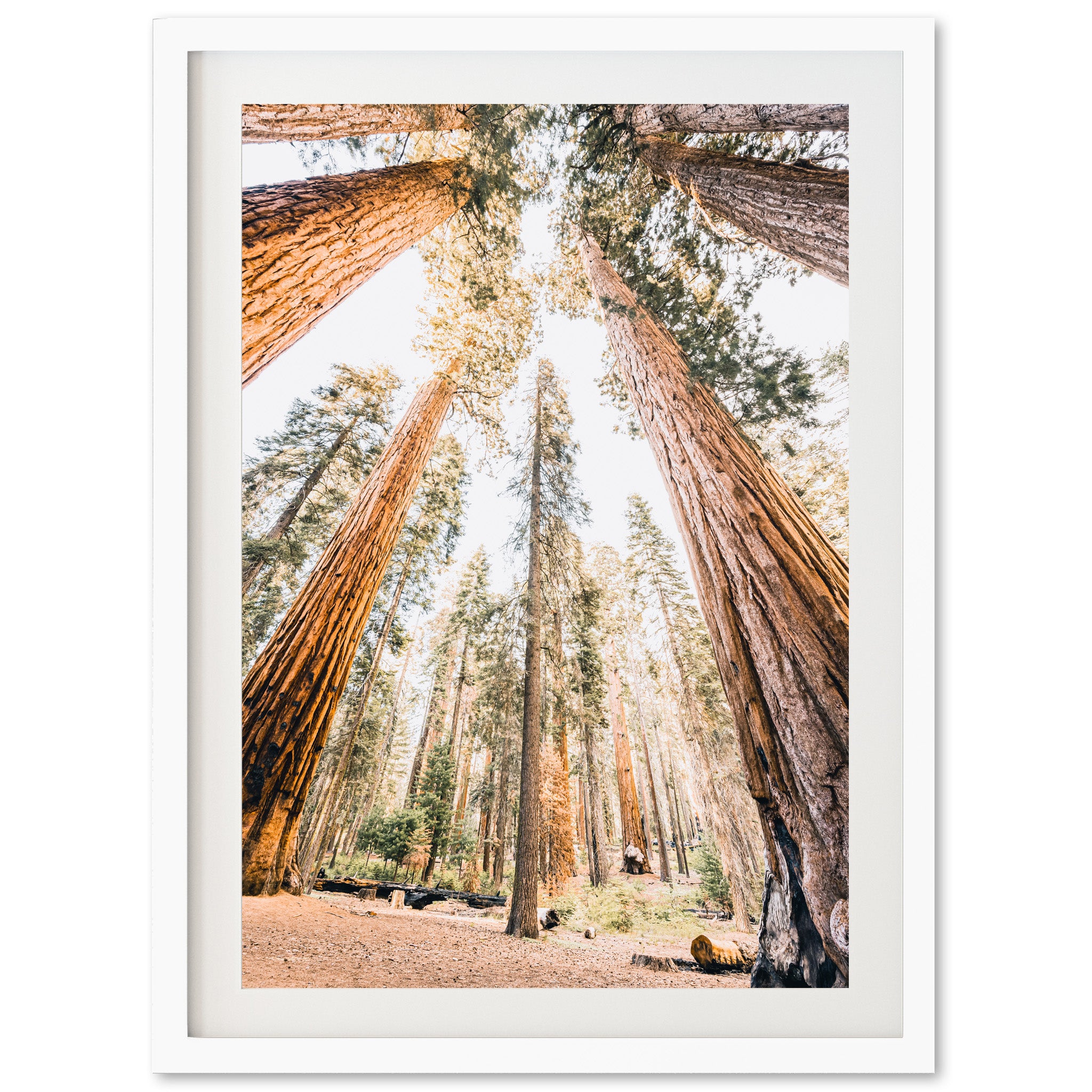 Giants - Shutter and Frame