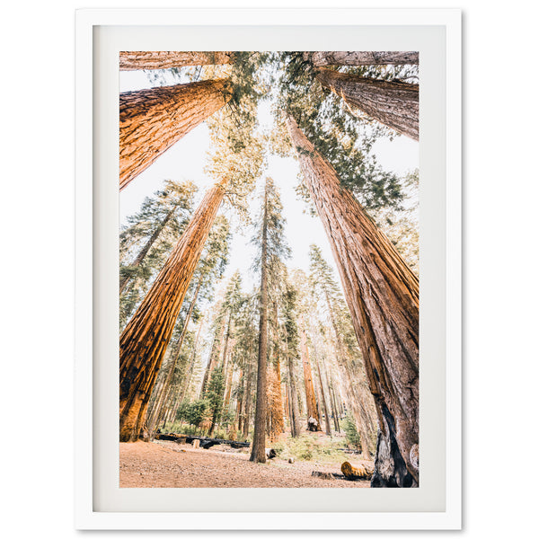 Giants - Shutter and Frame