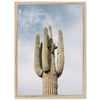 El Saguaro - Shutter and Frame