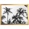 Under the Palms - Shutter and Frame