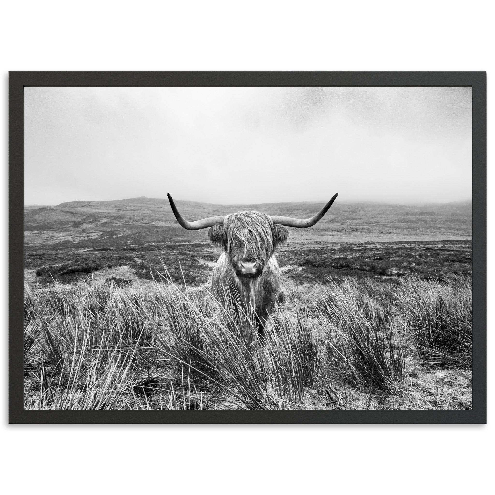 Highland Cow - Shutter and Frame