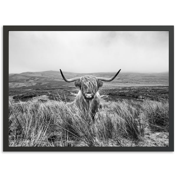 Highland Cow - Shutter and Frame