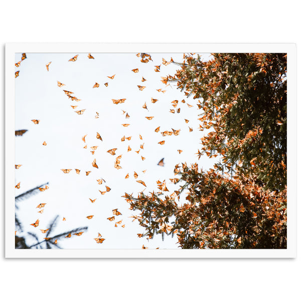 Monarchs - Shutter and Frame