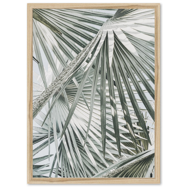 Palm Fan - Shutter and Frame