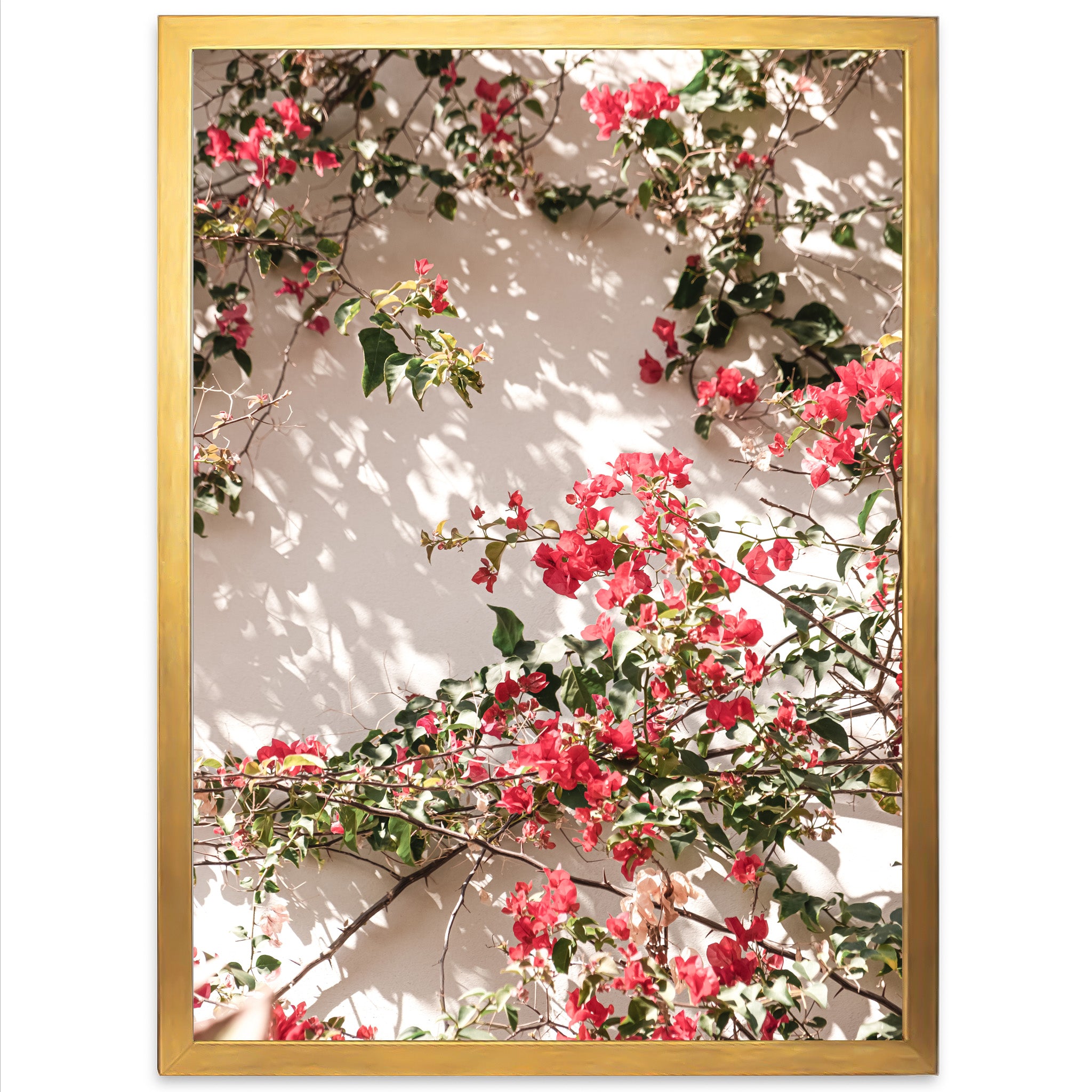 Bougainvillea - Shutter and Frame