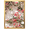 Bougainvillea - Shutter and Frame