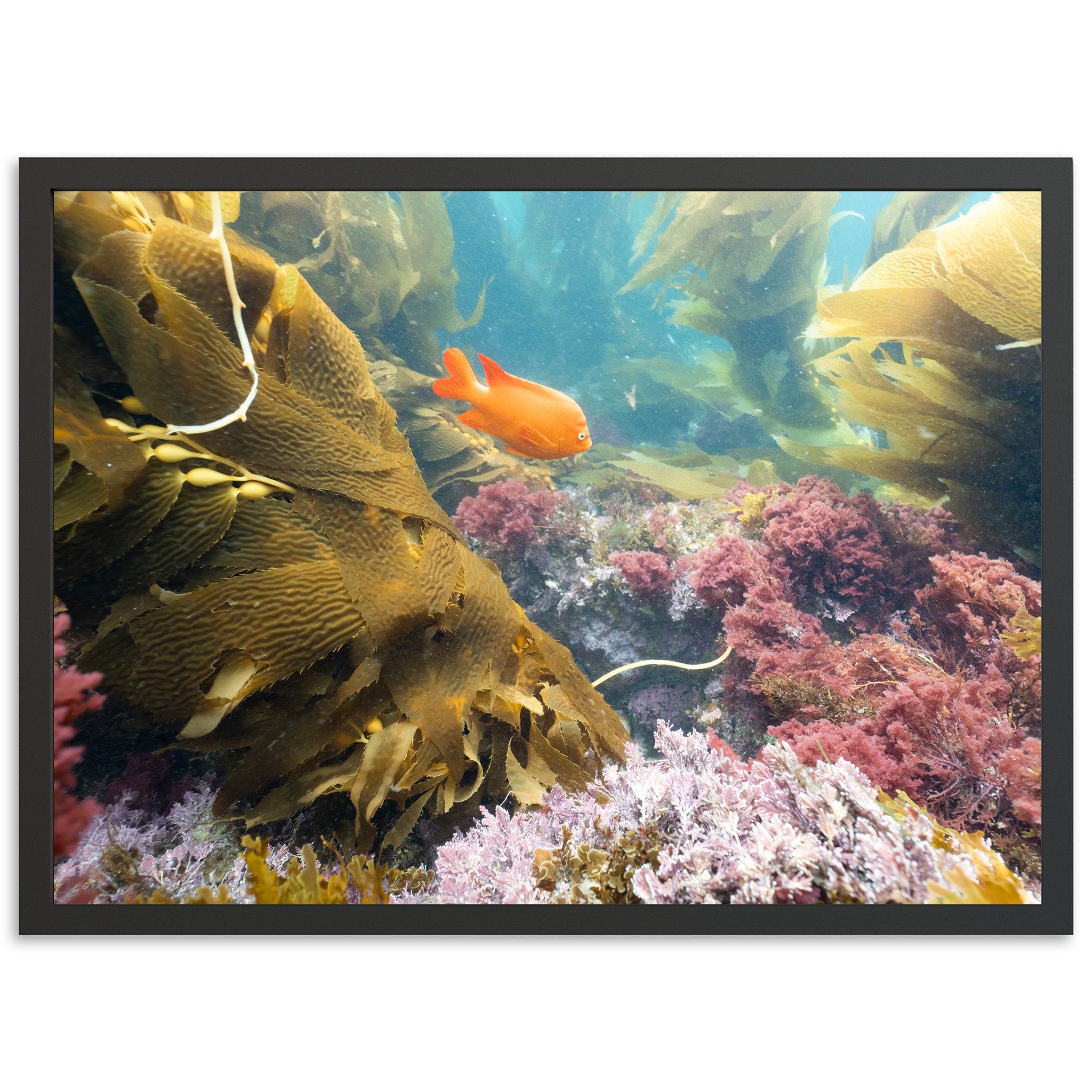 Garibaldi