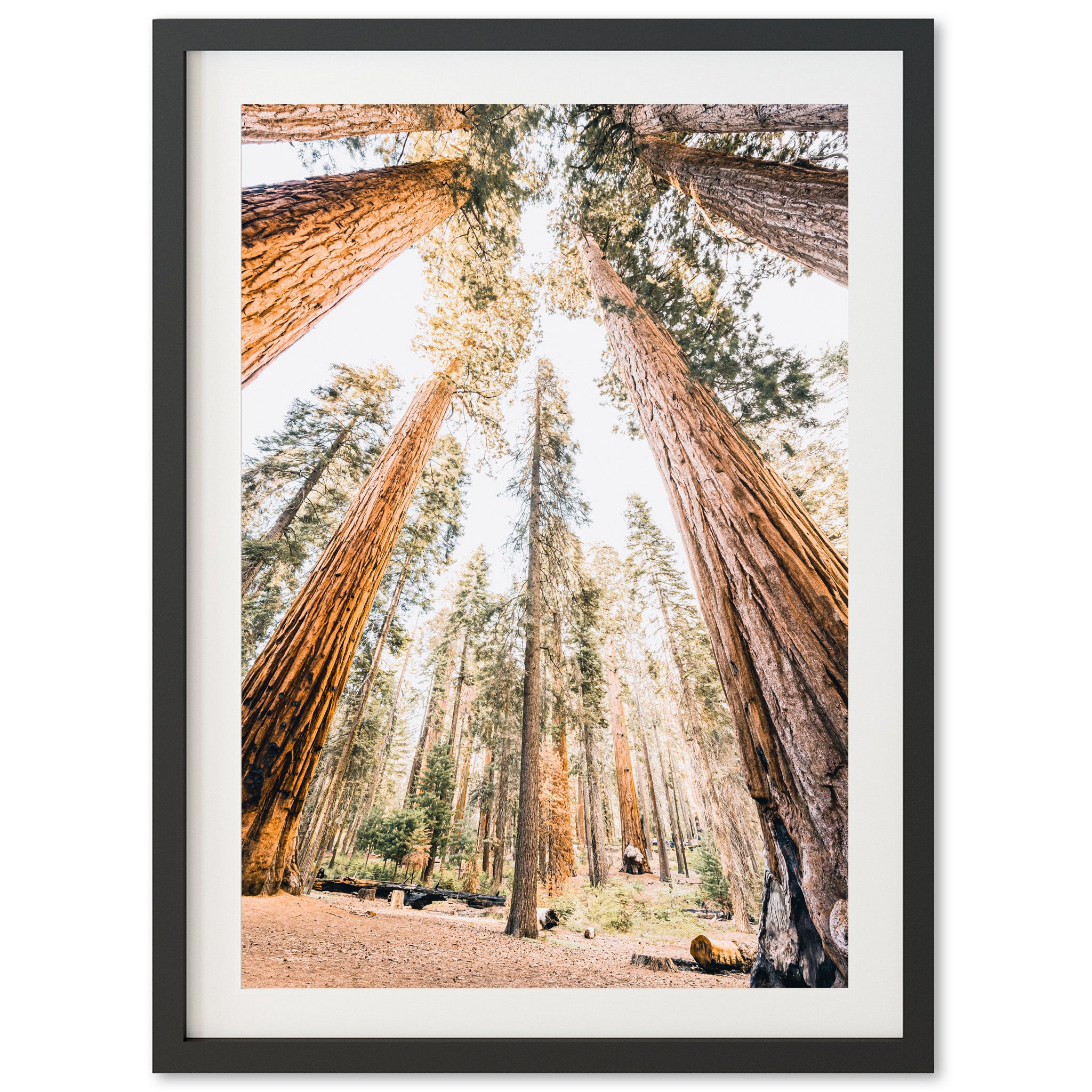 Giants - Shutter and Frame