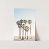 Beach Palms - Shutter and Frame