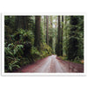 Redwood Road - Shutter and Frame