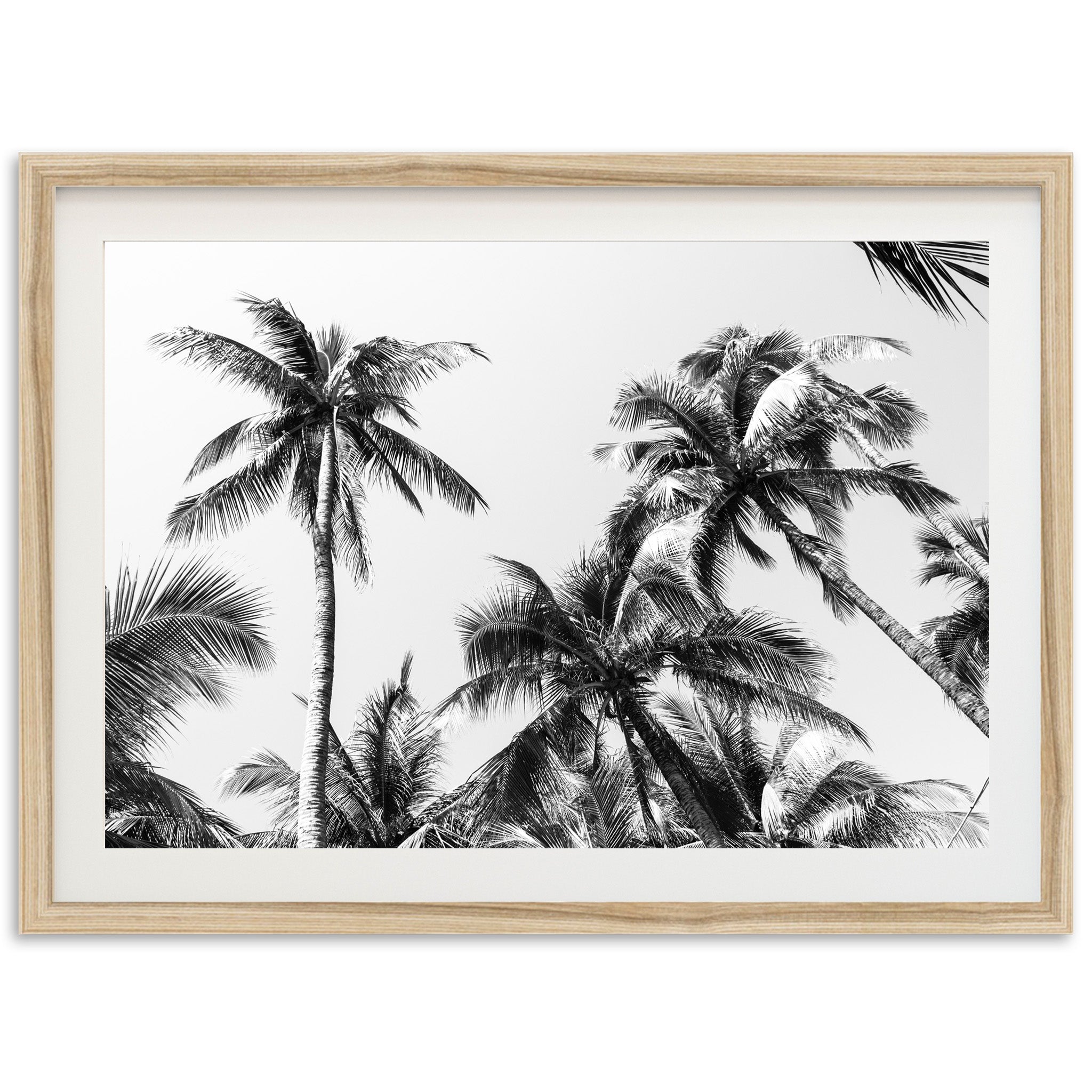 Under the Palms - Shutter and Frame