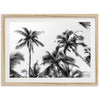 Under the Palms - Shutter and Frame