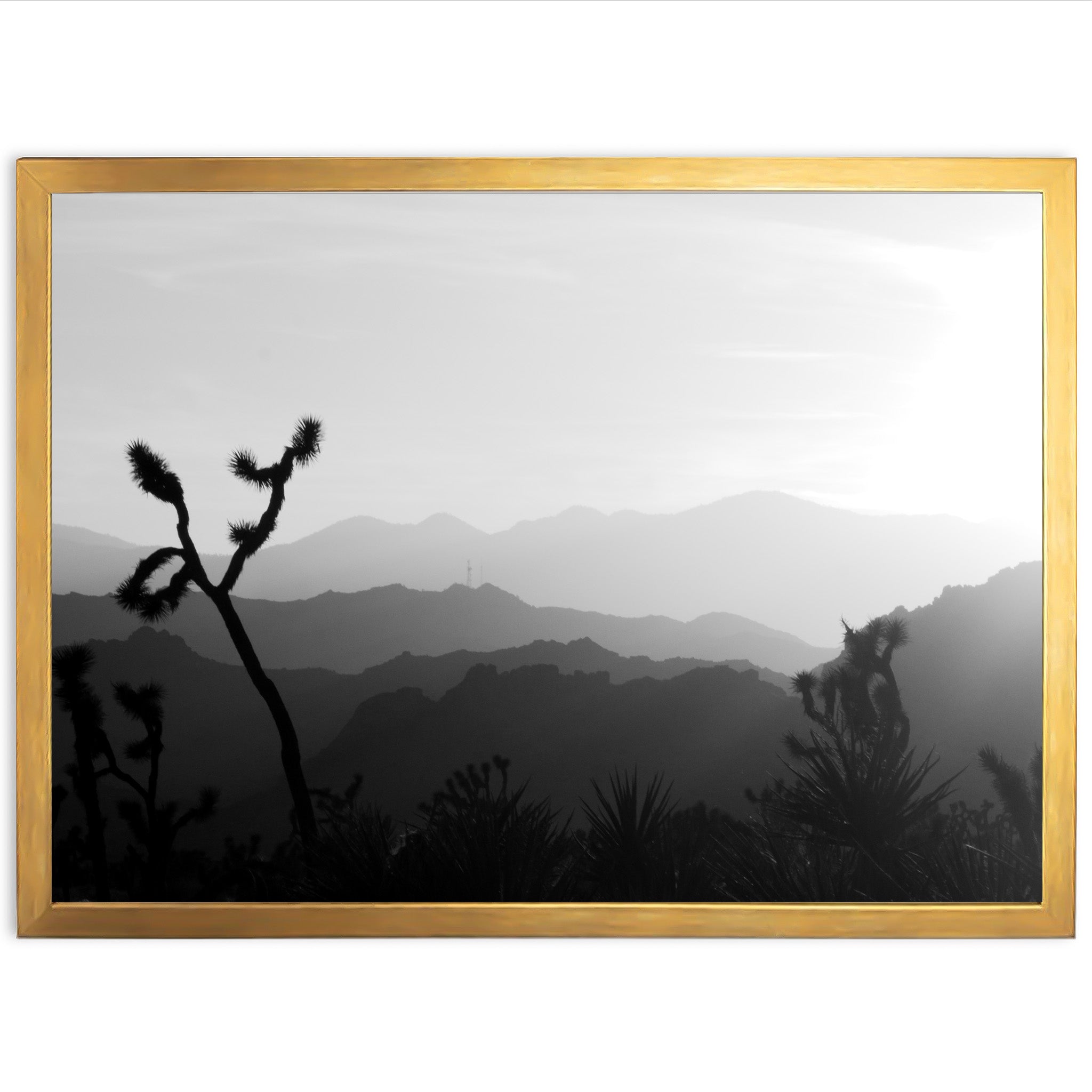 J Tree - Shutter and Frame