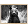 Bear II - Shutter and Frame