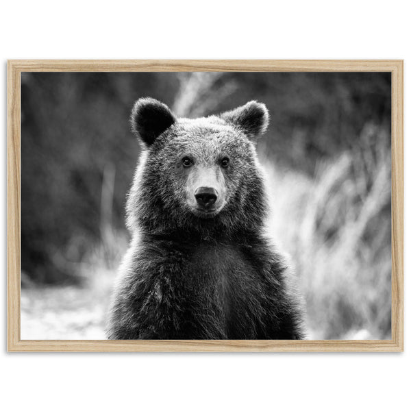 Bear II - Shutter and Frame
