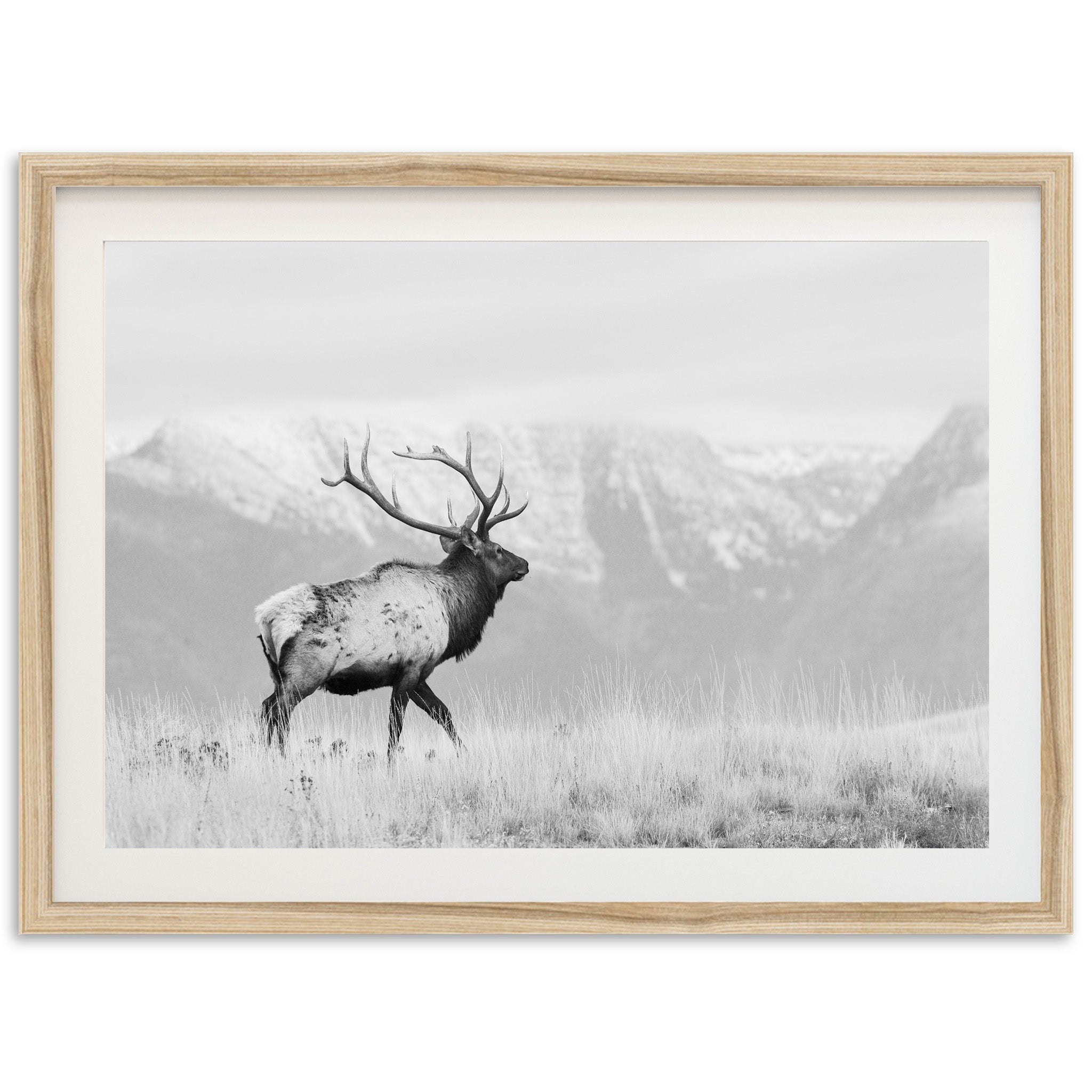 American Elk II - Shutter and Frame
