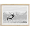 American Elk II - Shutter and Frame