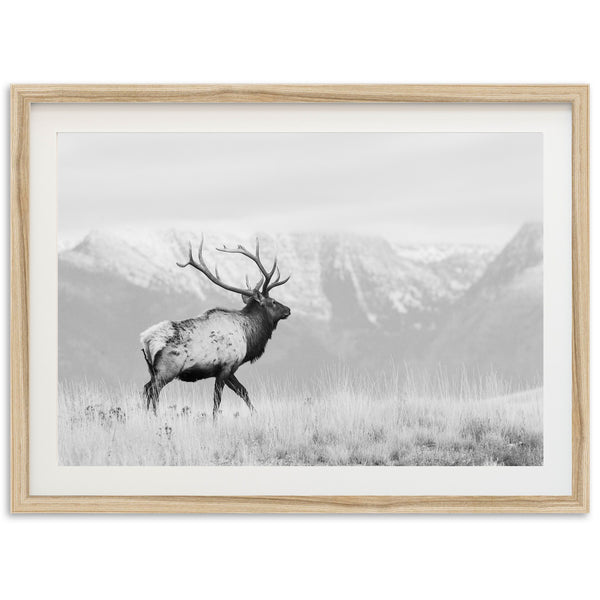 American Elk II - Shutter and Frame