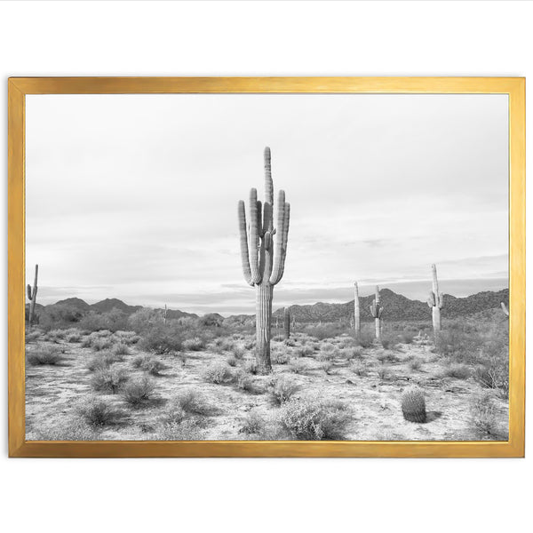 Sonora II - Shutter and Frame