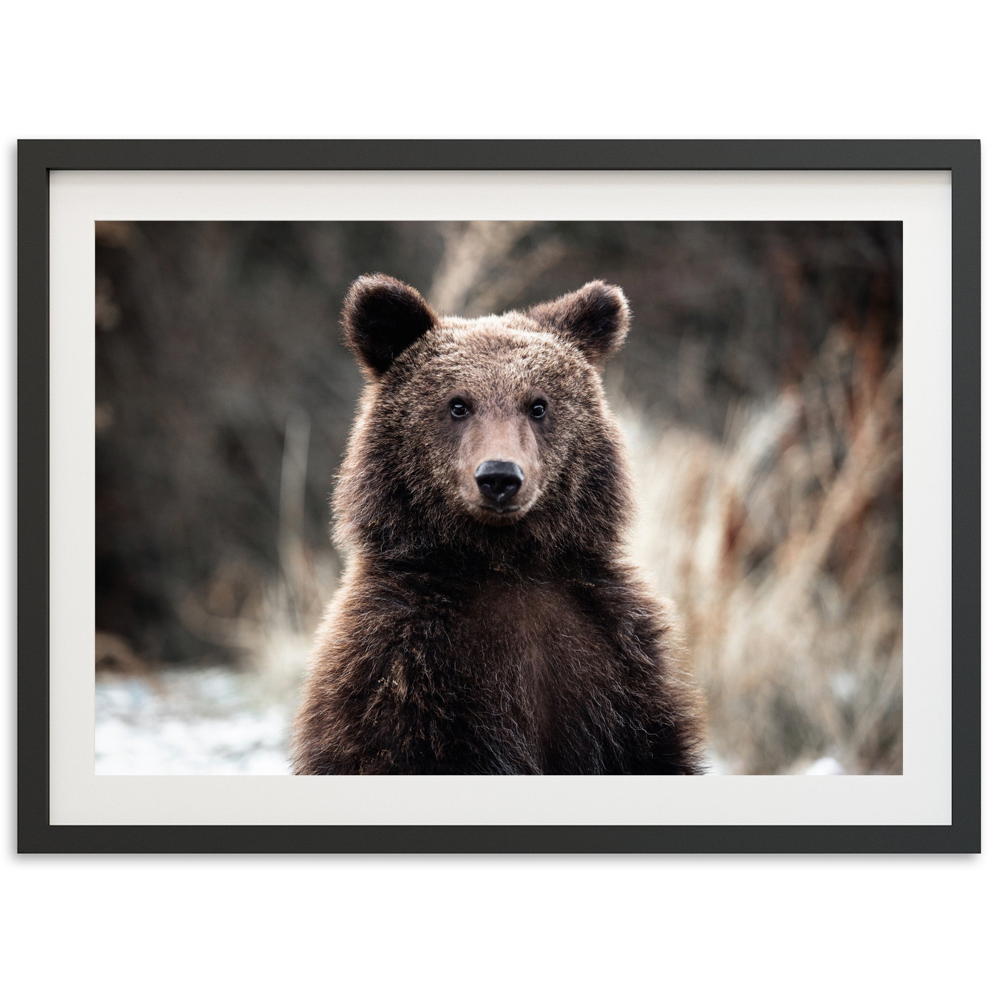 Bear - Shutter and Frame