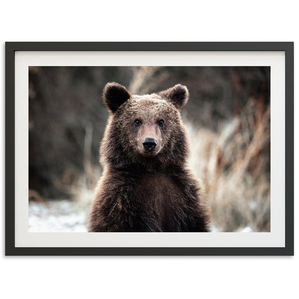 Bear - Shutter and Frame