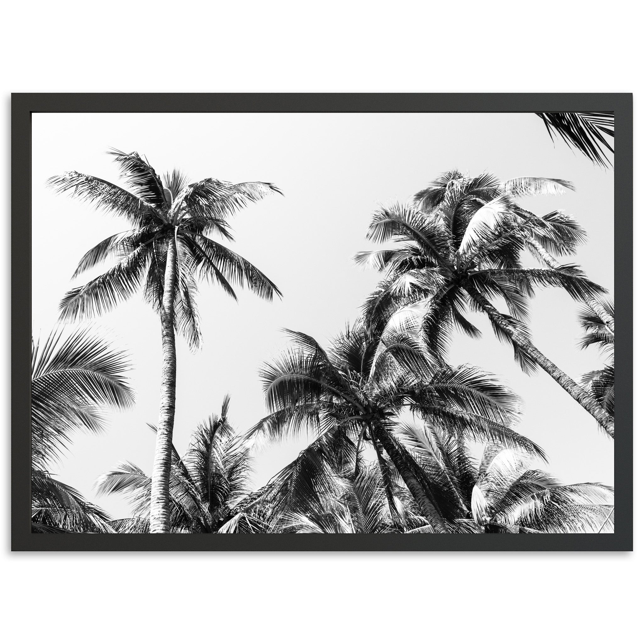 Under the Palms - Shutter and Frame