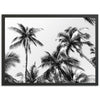 Under the Palms - Shutter and Frame
