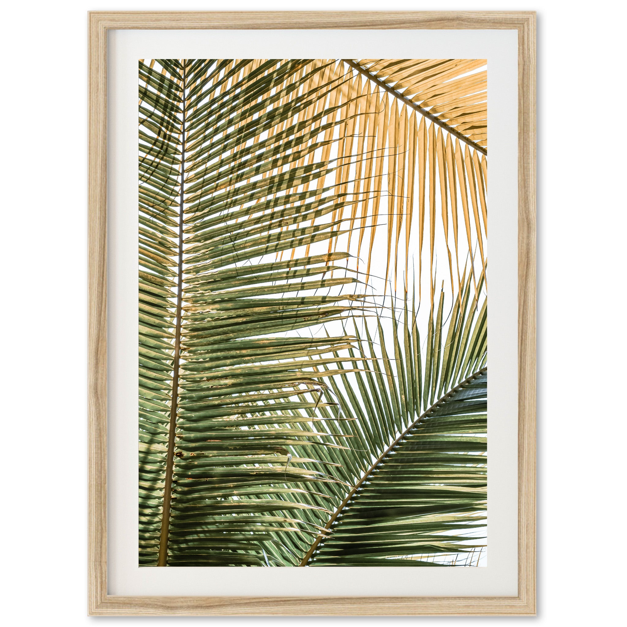 Shades of Green - Shutter and Frame