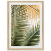 Shades of Green - Shutter and Frame