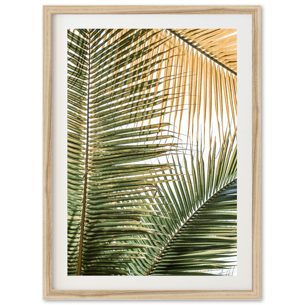 Shades of Green - Shutter and Frame
