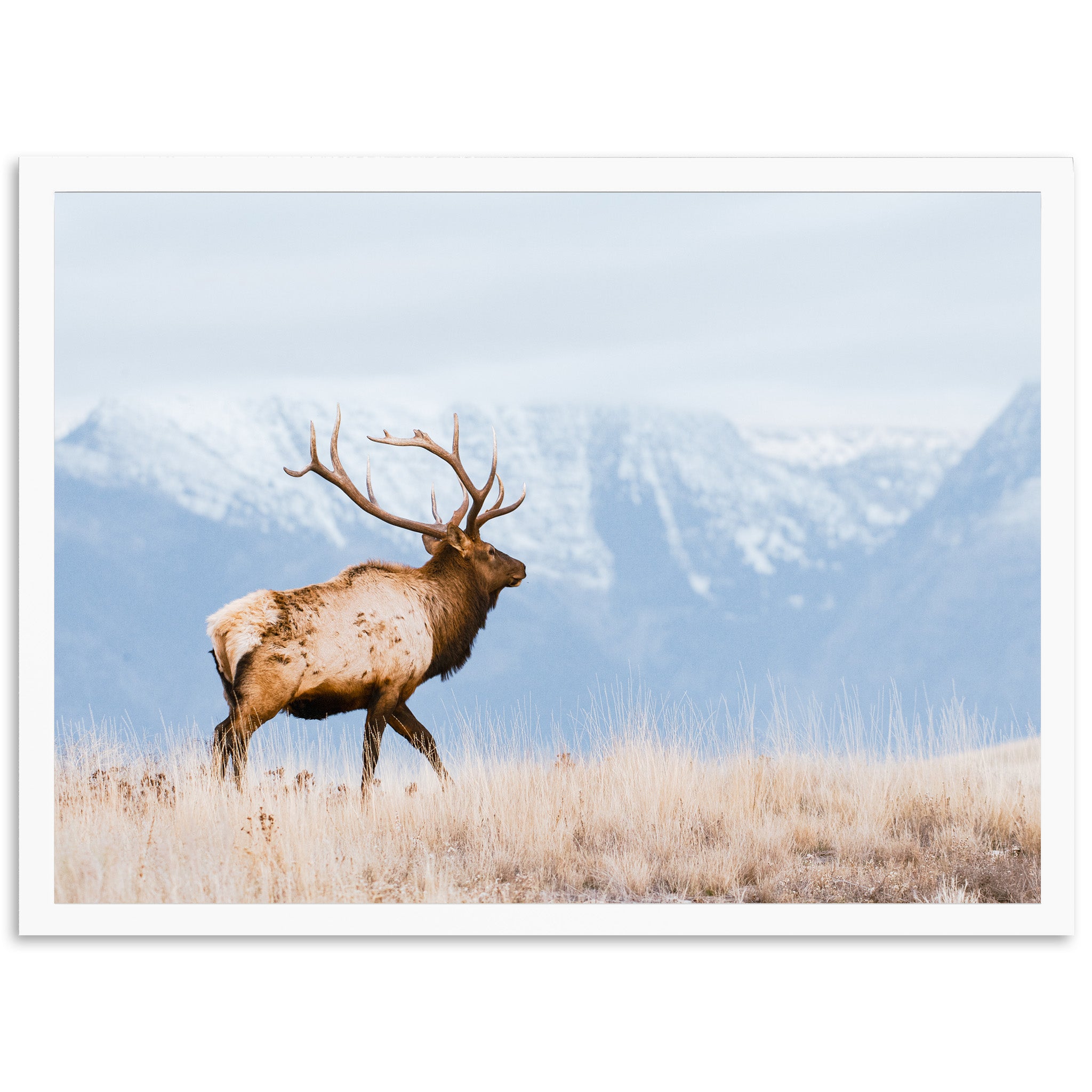 American Elk - Shutter and Frame