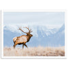 American Elk - Shutter and Frame