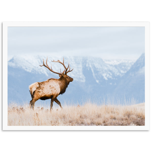 American Elk - Shutter and Frame