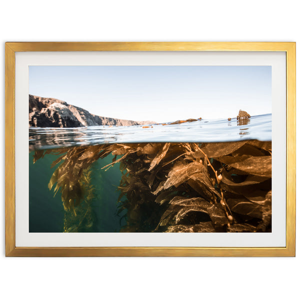 Kelp Forest - Shutter and Frame